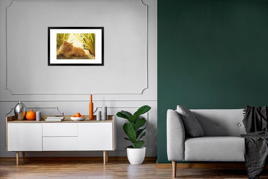 Photo en cadre - Cadre photo Chat persan parmi les plantes noir avec passe-partout blanc 60x40 cm - Affiche sous cadre (Décoration murale salon / chambre)