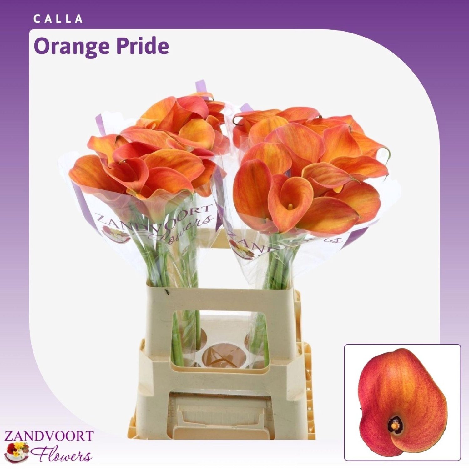 10x Zant.orange pride 60cm