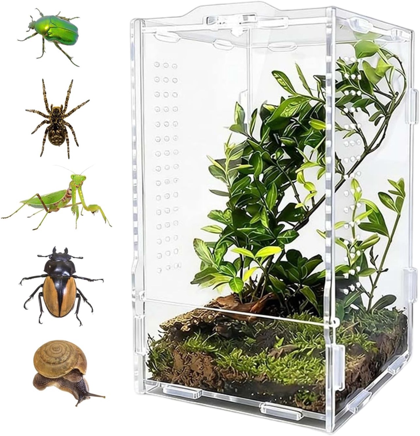 Mini-terrarium van acryl, 12 x 12 x 20 cm, met draaisluiting voor