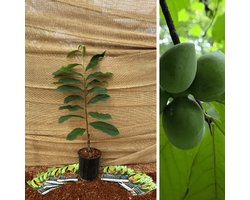 Jonge Pawpaw boom | Asimina triloba Sunflower | Boomhoogte: 50-100cm | Pot: 3 liter