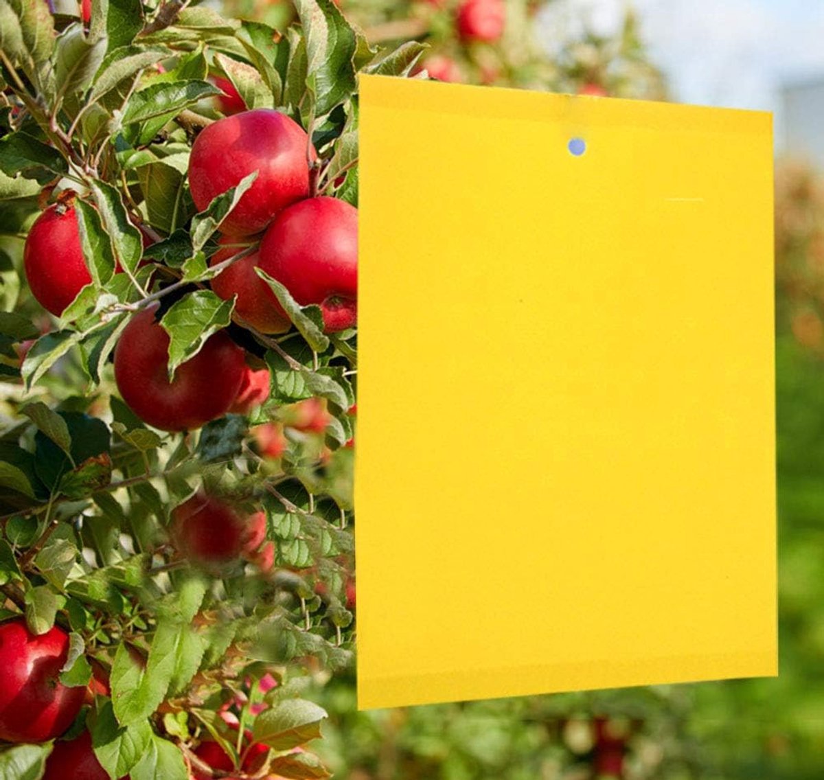 SnelShoppen - Gele Insectenval, Plakkerige Vliegenvanger, Kersenvlieg Muggentrap, Gele Stickers, Plakpapieren voor Witte Vliegen, Bladluizen, Mijnen,