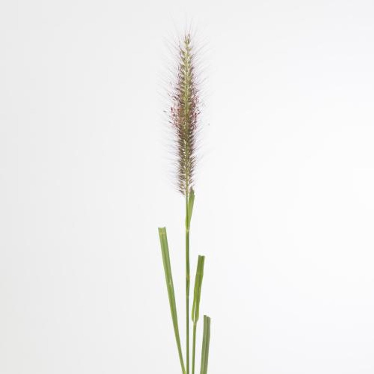 50x Gs pennisetum paradise 70cm