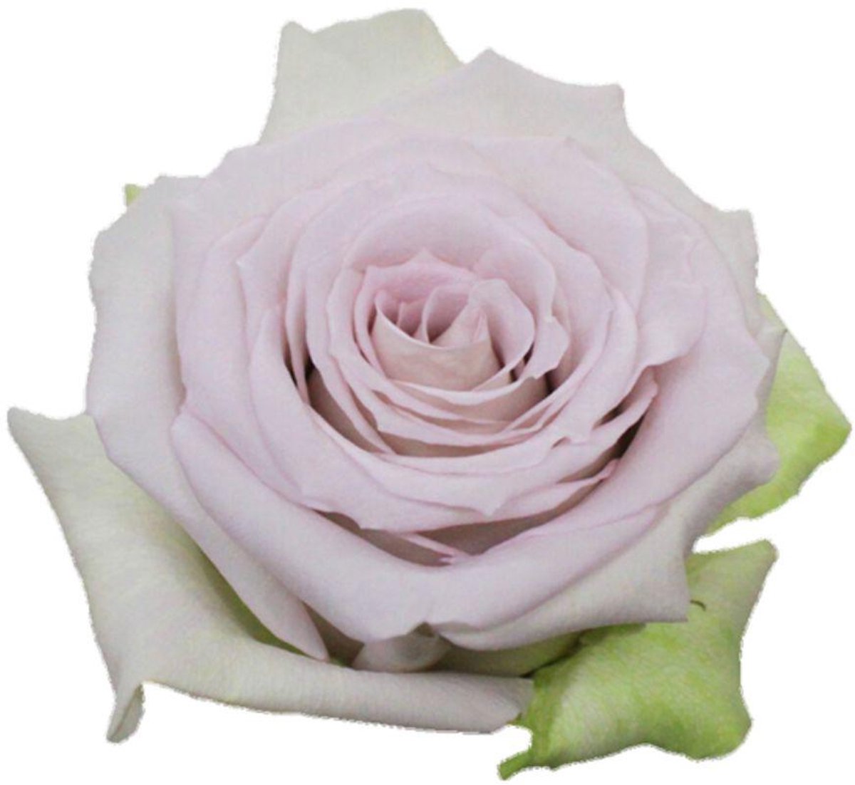 25x Rosa andrea 50cm