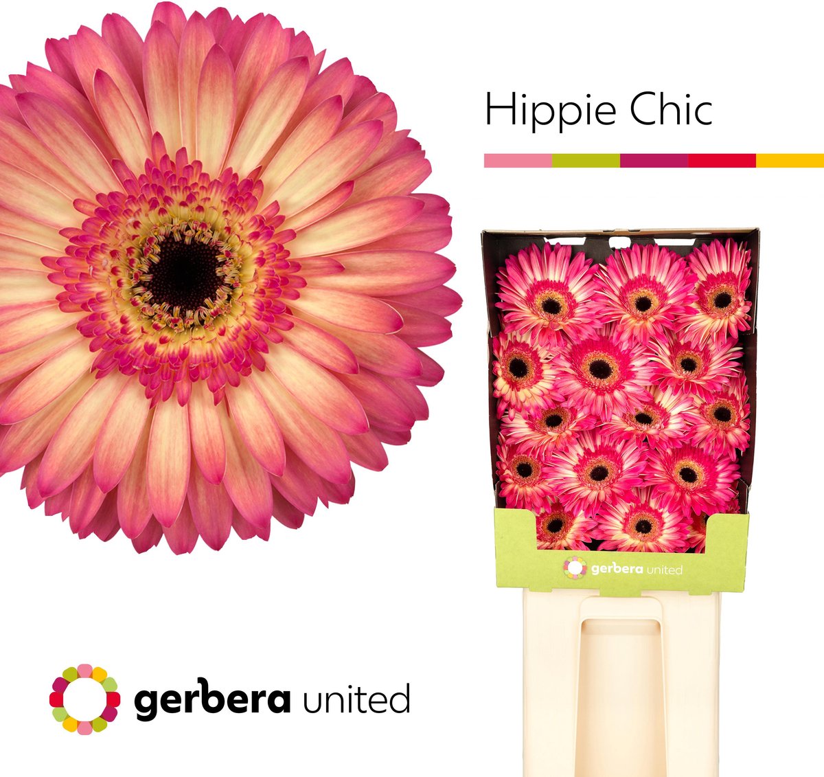 15x Gerb.hippie chic 70cm