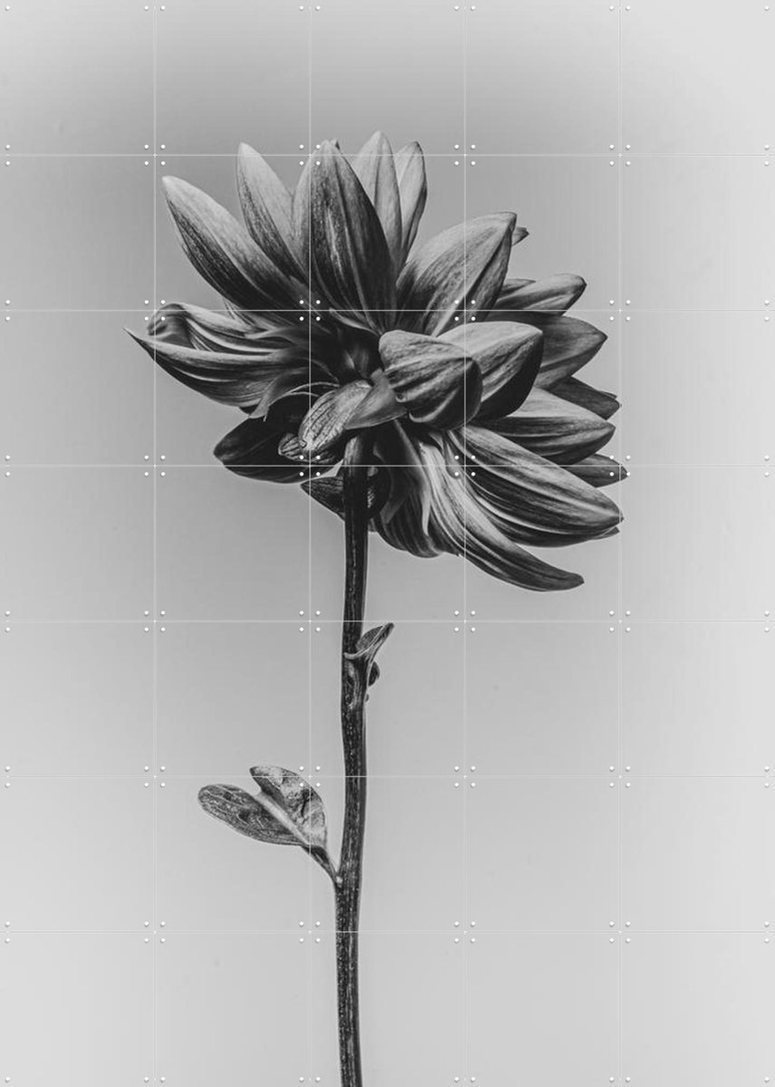 IXXI Dahlia, Sander van Laar - 100 x 140 cm - Gratis ophangtool - Grote wanddecoratie en posters - Fotografie, Woonkamer, Slaapkamer, Natuur