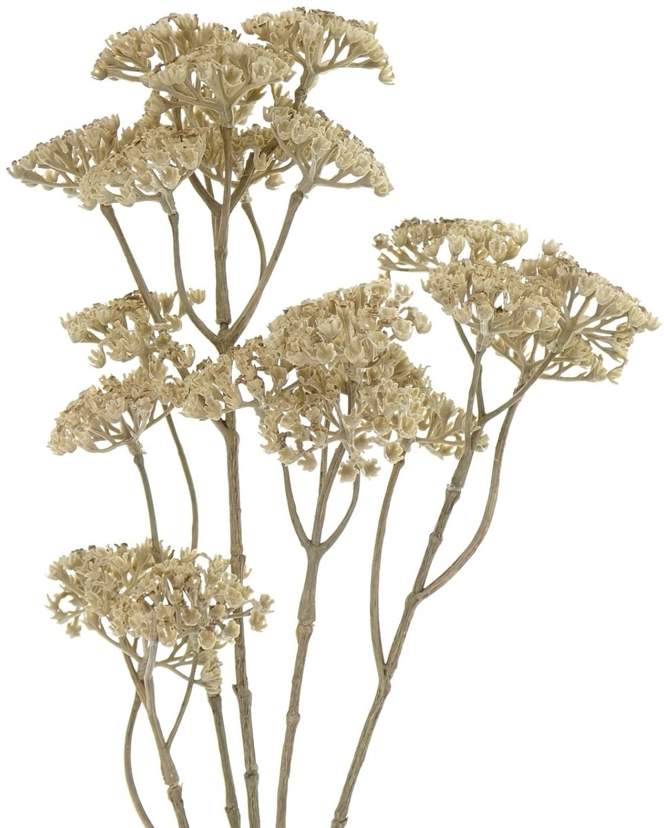 Gasper duizendblad Achillea beige 73 cm - kunstbloem