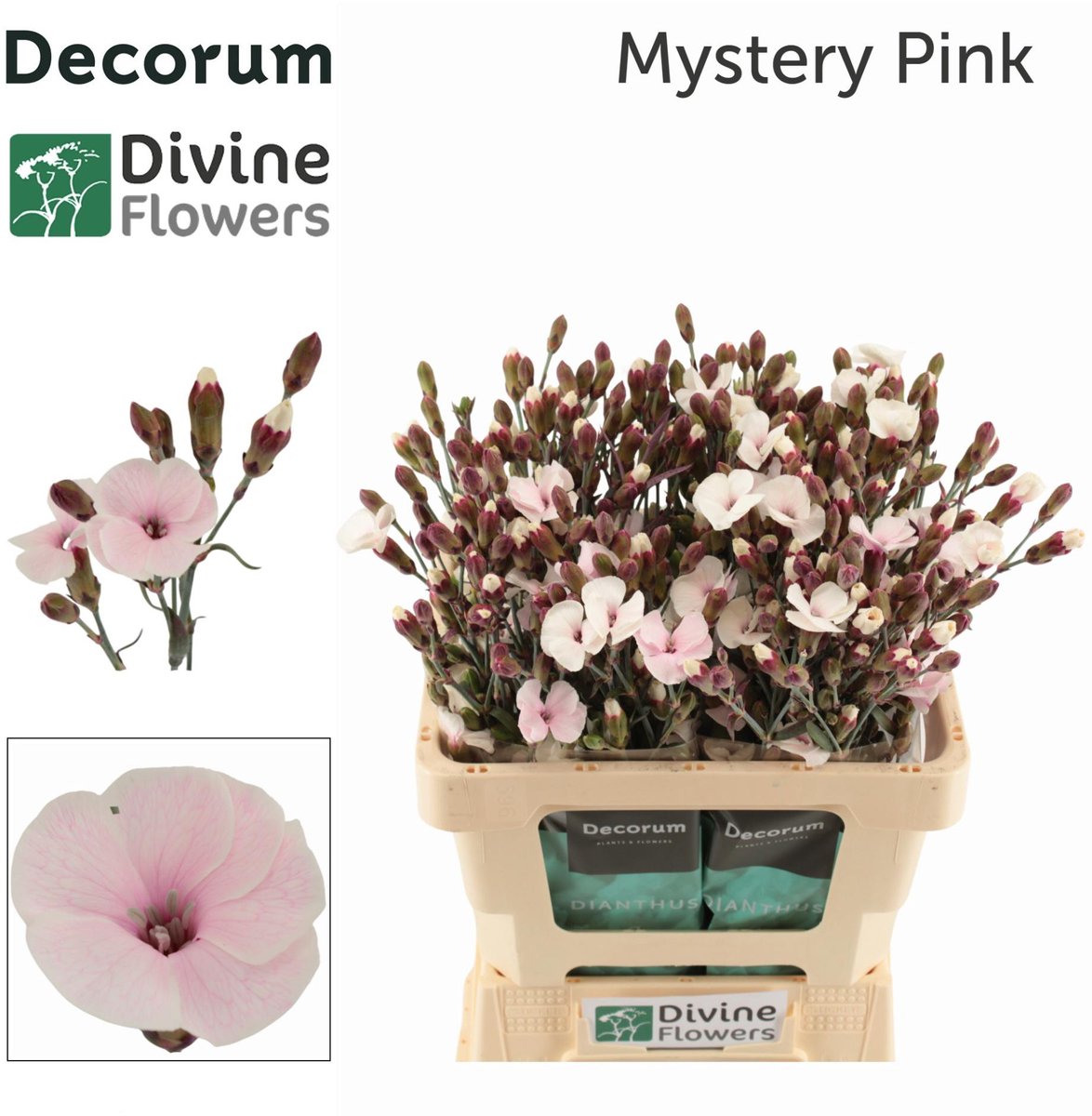 20x Dian.tr. solomio mystery pink 60cm