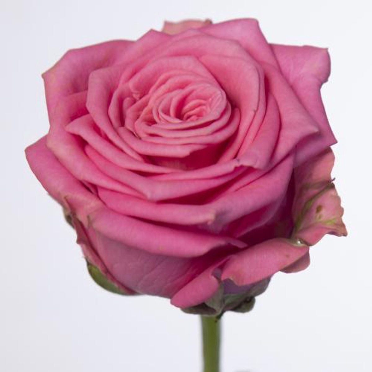 10x Rosa charlotte 50cm