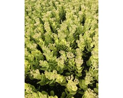 6x Vetkruid, Hemelsleutel - Sedum Spect. 'Brillant' | 9x9 cm pot