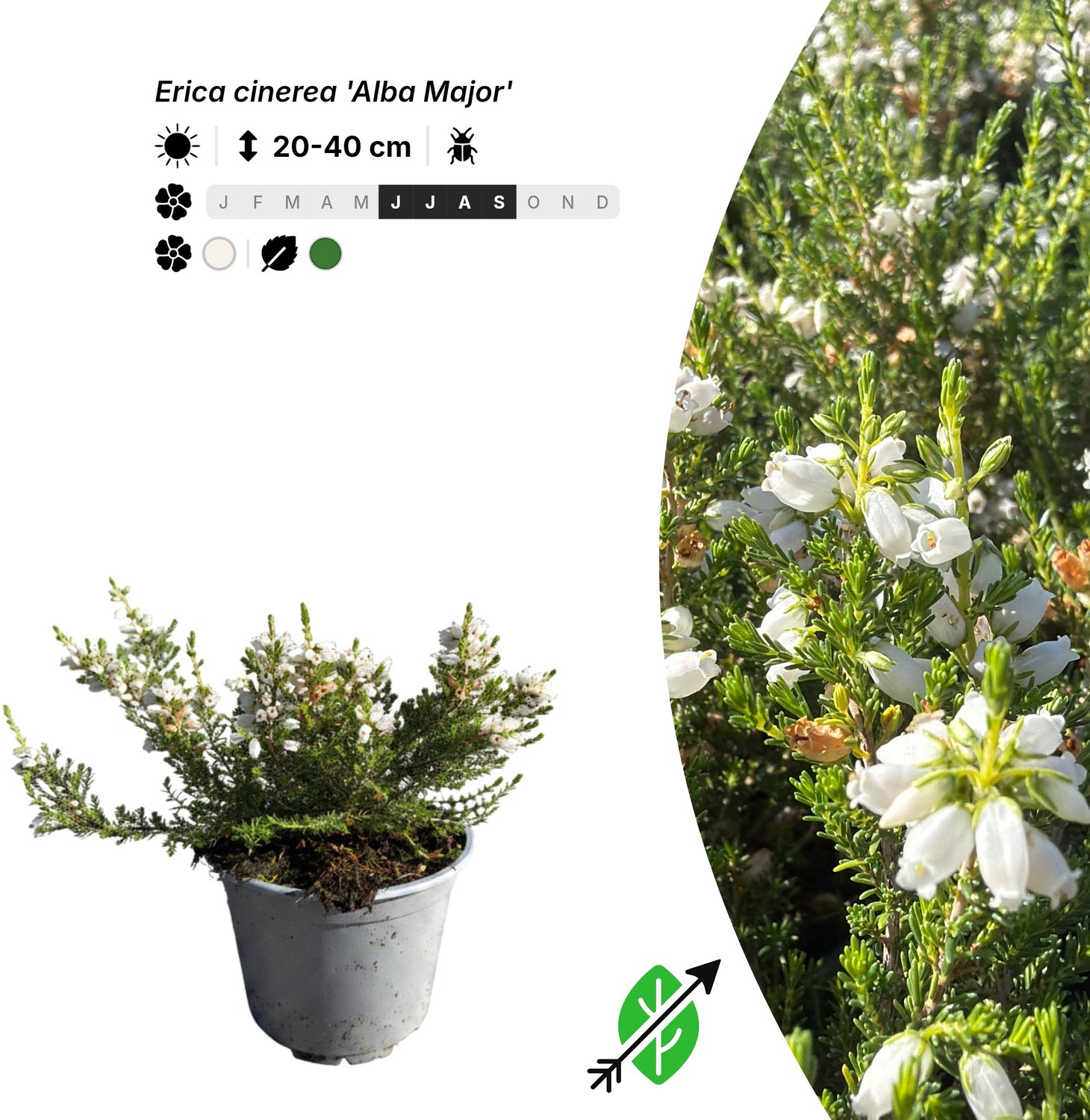 Singleplants - 6x Erica cinerea 'Alba Major' - Pot P10,5 - bodembedekker - winterhard tot -20°C