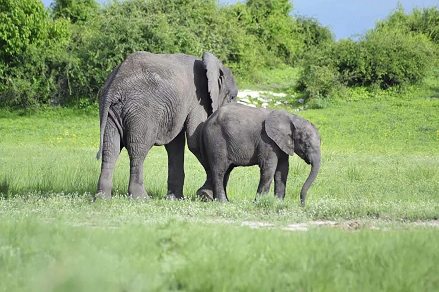Volledige vierkante diamanten schilderij Kit Steppe olifant baby olifant natuur 5D DIY Diamond borduurwerk mozaïek landschap decoraties Home Frameless-30x45cm
