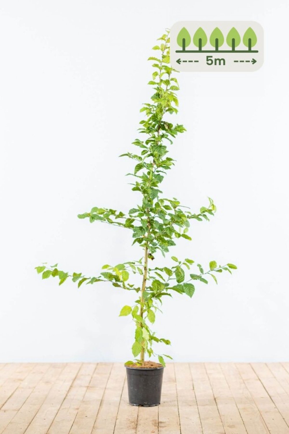 Haagbeuk 125-150 cm voor 5 meter - 20st. Carpinus betulus