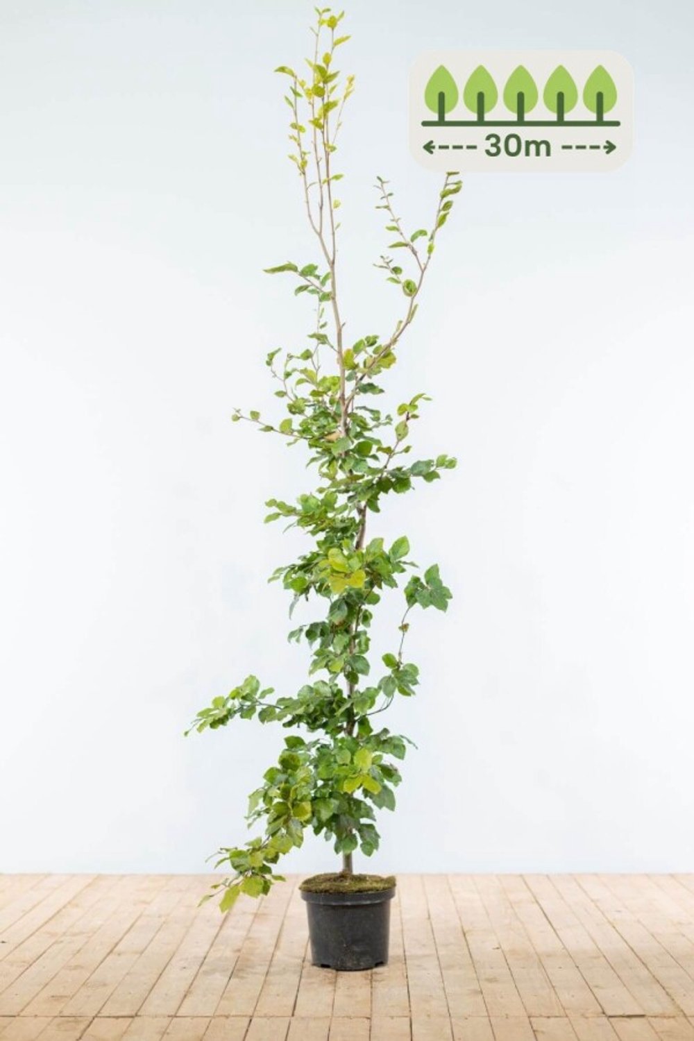 Groene Beuk 175-200 cm voor 30 meter - 90st. Fagus sylvatica