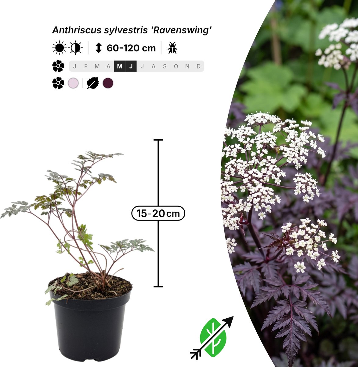 Singleplants - 6x Anthriscus sylvestris 'Ravenswing' - Pot C1.5 - winterhard tot -20°C