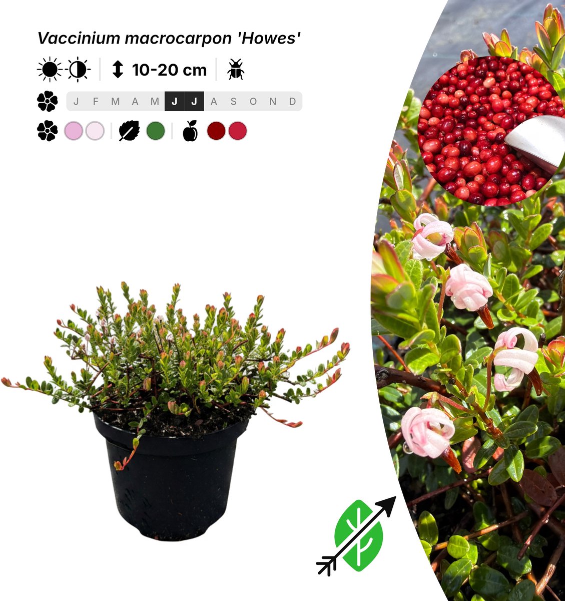 Singleplants - 6x Vaccinium macrocarpon 'Howes' - Pot C1.5 - bodembedekker - winterhard tot -40°C