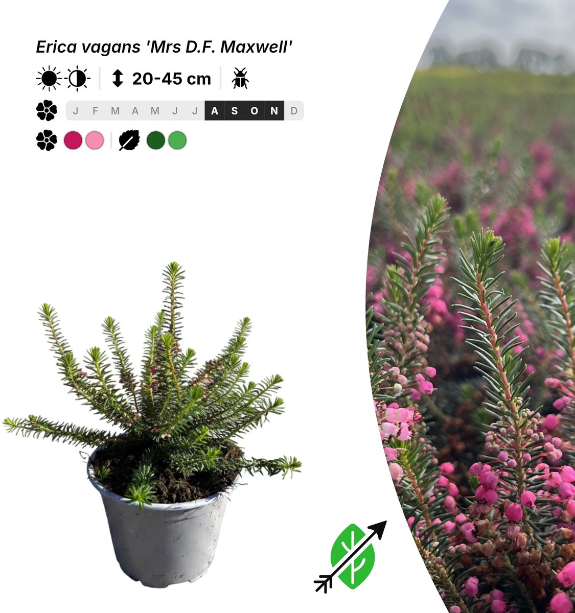 Singleplants - 6x Erica vagans 'Mrs D.F. Maxwell' - Pot P10,5 - bodembedekker - in bloeiperiode