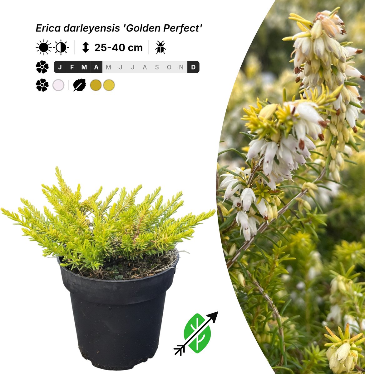 Singleplants - 10x Erica darleyensis 'Golden Perfect' - Pot P9,5 - bodembedekker - winterhard tot -15°C