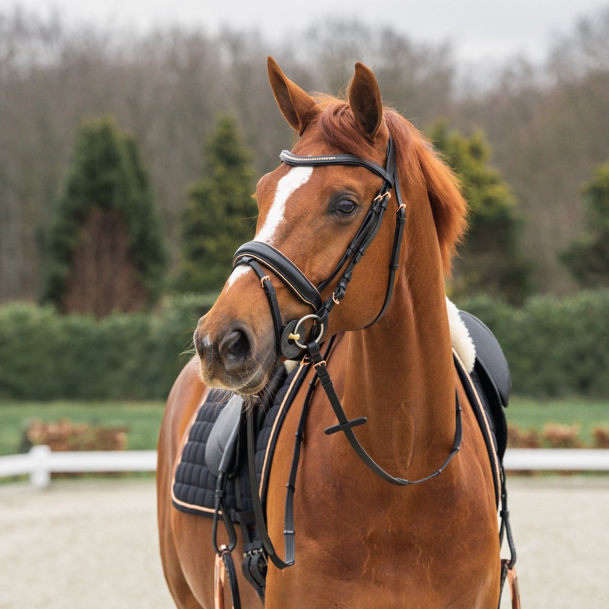 Hoofdstel Deluxe | Pony