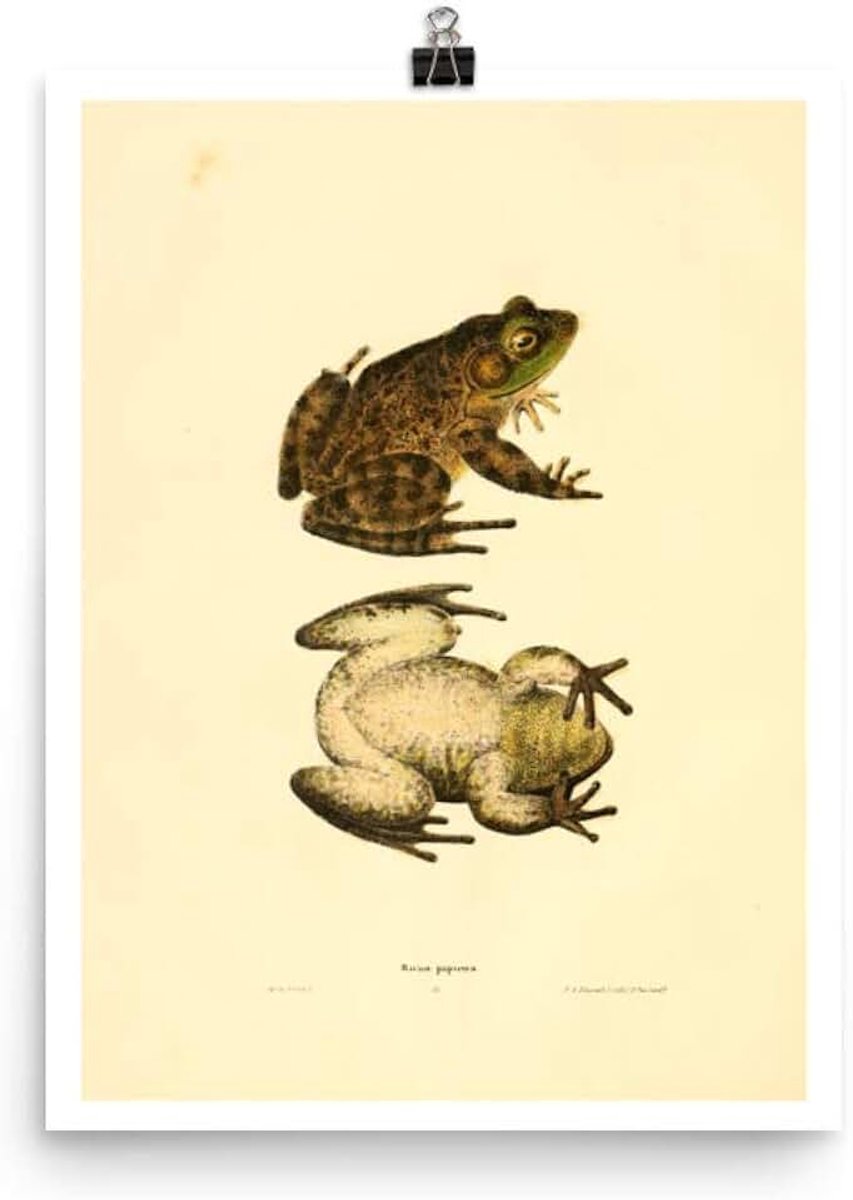 Antieke 1836 Noordelijke Luipaard Kikker Amfibieën Natuur Zoologie Decor Art Poster Print