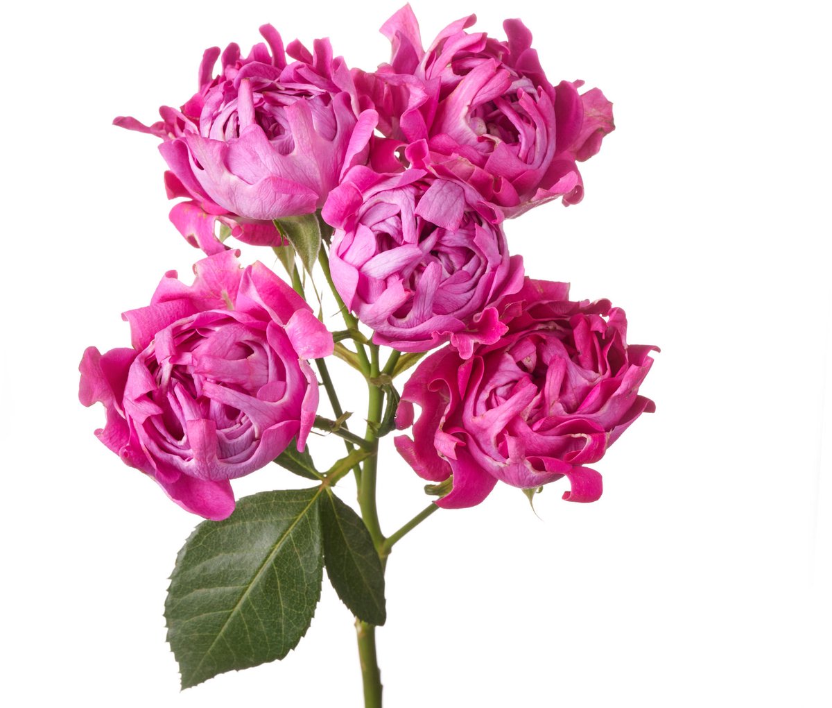 10x Rosa new look 60cm
