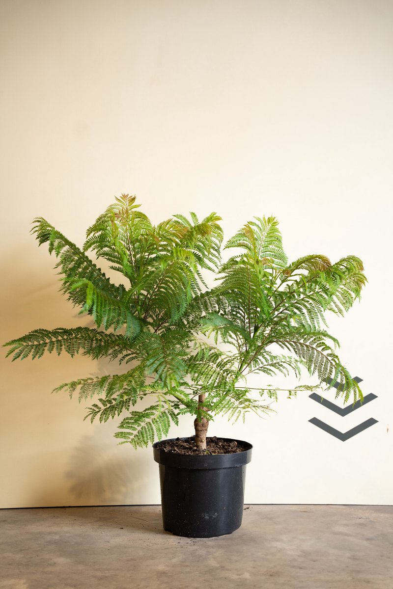 Blauwe jacaranda | Jacaranda mimosifolia Bonsai Blue | 60-80cm hoogte