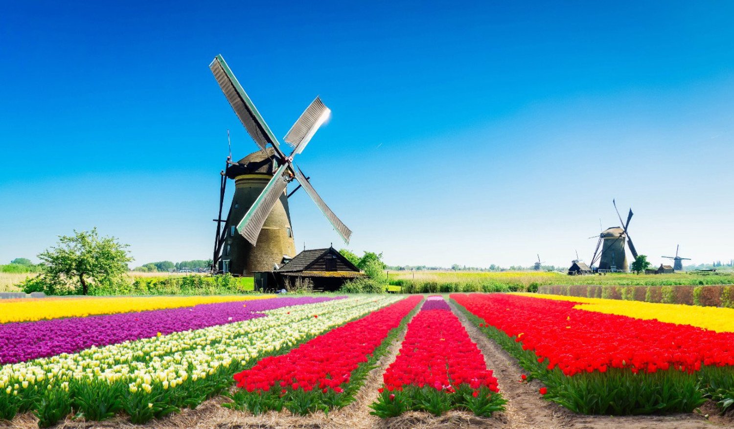 Vgdesign Molen met tulpenveld 130x70 cm tuinposter banner VGDesign onbekend
