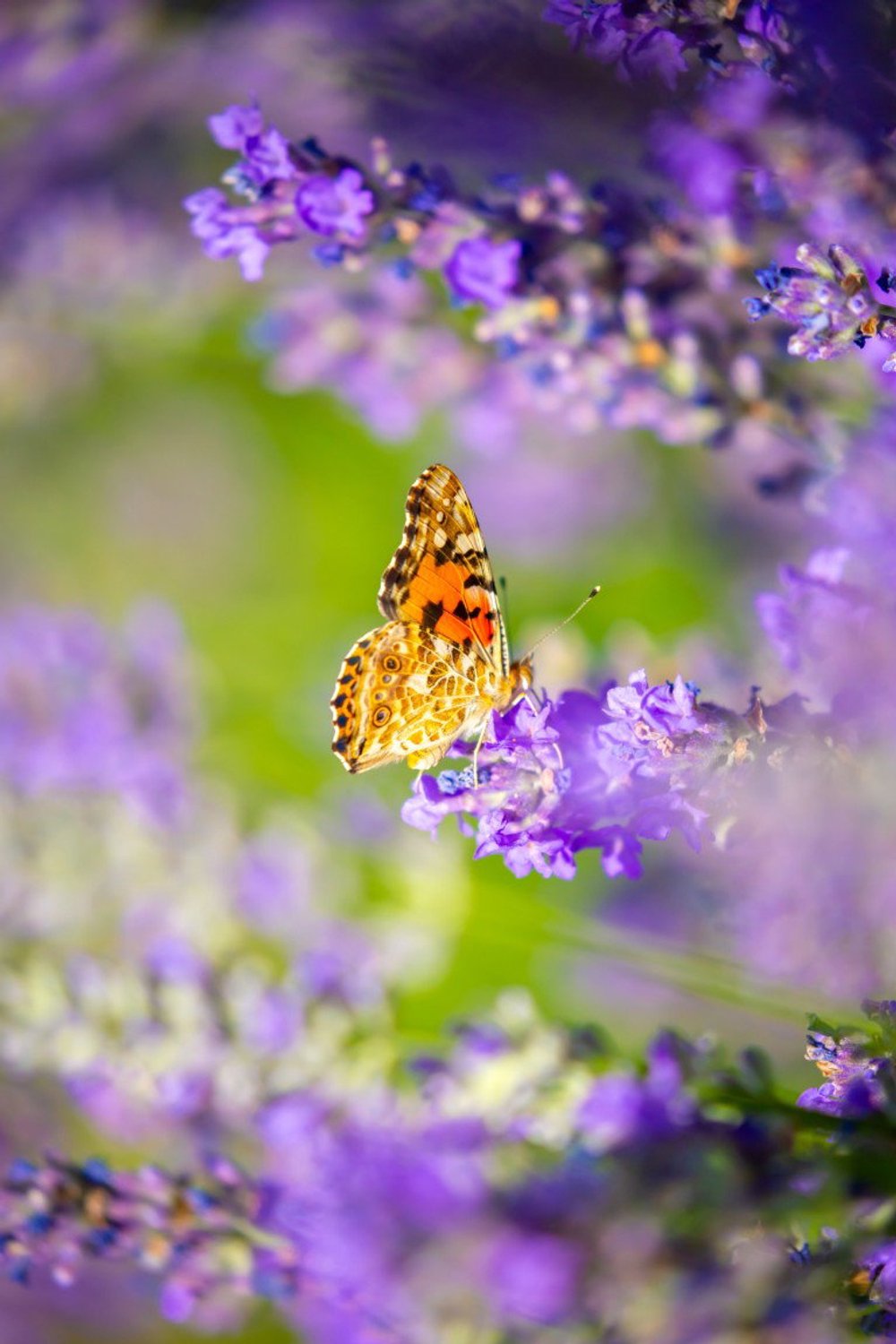 Vgdesign Vlinder op lavendel 50x70 cm tuinposter banner VGDesign onbekend