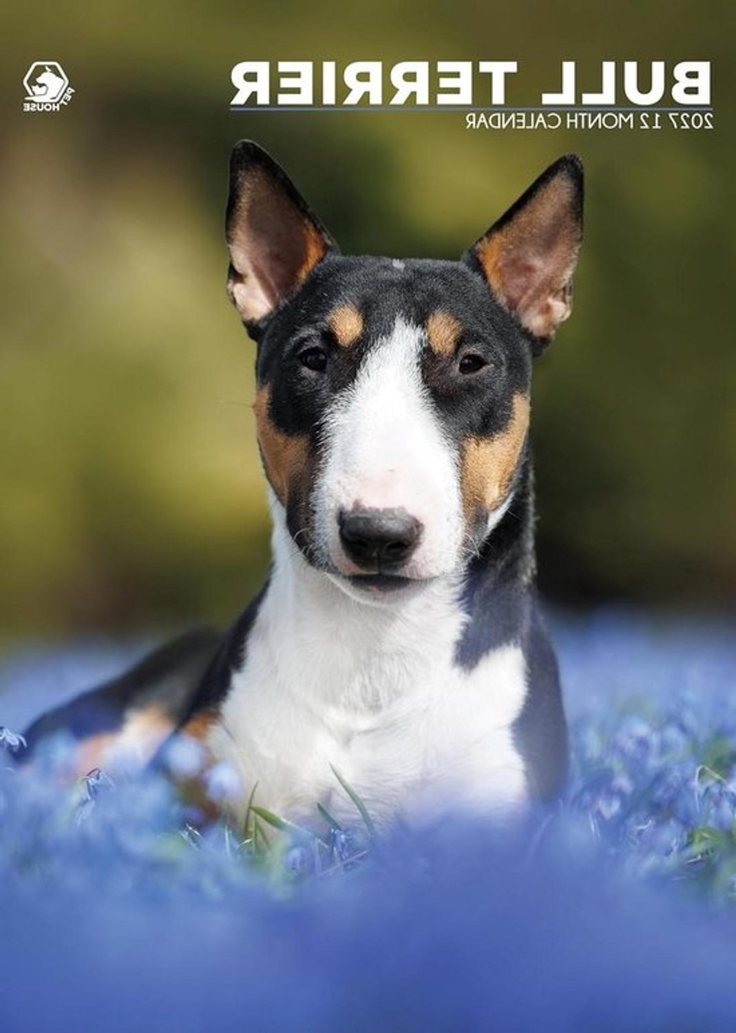 Hondenkalender 2027 - Bull Terrier - Jaaroverzicht - Kleurenfoto's - A3-formaat - Multicolor