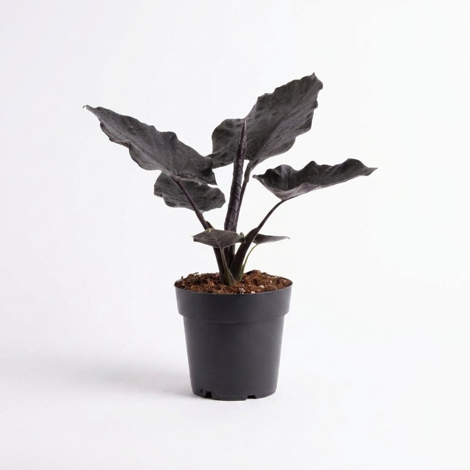 Bloomique - Alocasia Antoro - Olifantsoor - Bladplant - Kamerplanten - Bijna zwart pijlvormig blad - Luchtzuiverend - Hoogte 20-30 cm - Pot 14 cm