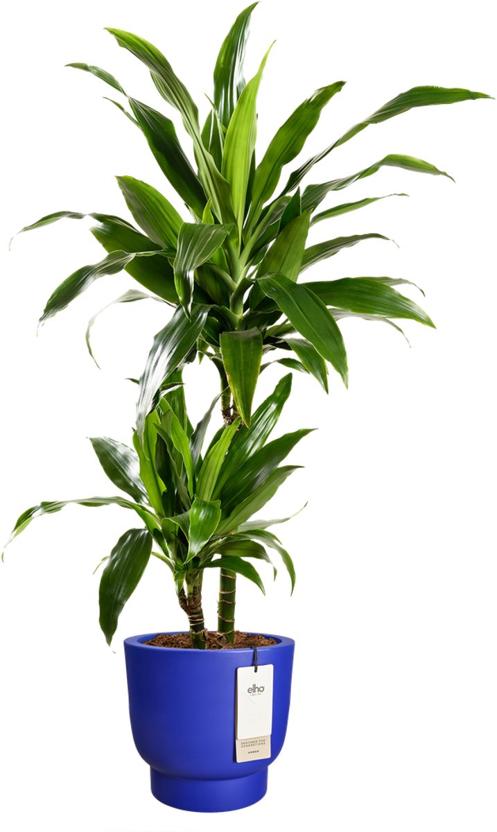 Elho Amber Grail 30 - Pot de fleurs intérieur et extérieur