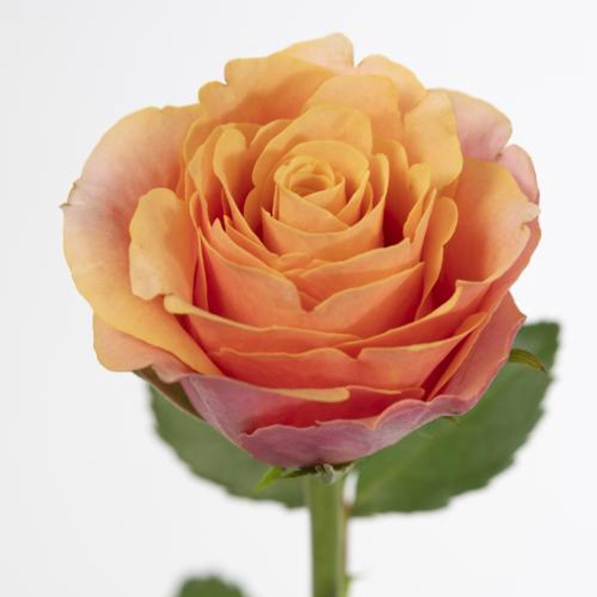 20x Rosa melange 60cm