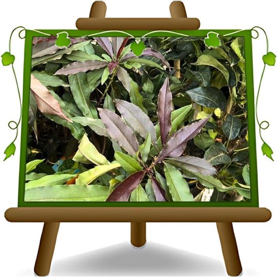 Dwerg Perzikboom - Fruitplant Rode Bladeren - Decoratie Tuin ...