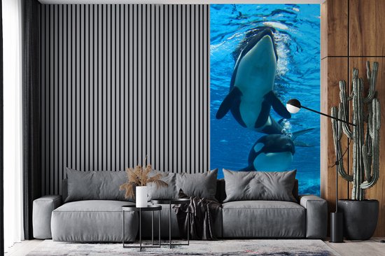 Papier peint photo Orcas - Deux Orcas sous l' eau largeur 120 cm x hauteur 240 cm - impression photo sur papier peint en vinyle (disponible en 7 tailles) - chambre / chambre / bureau de vie