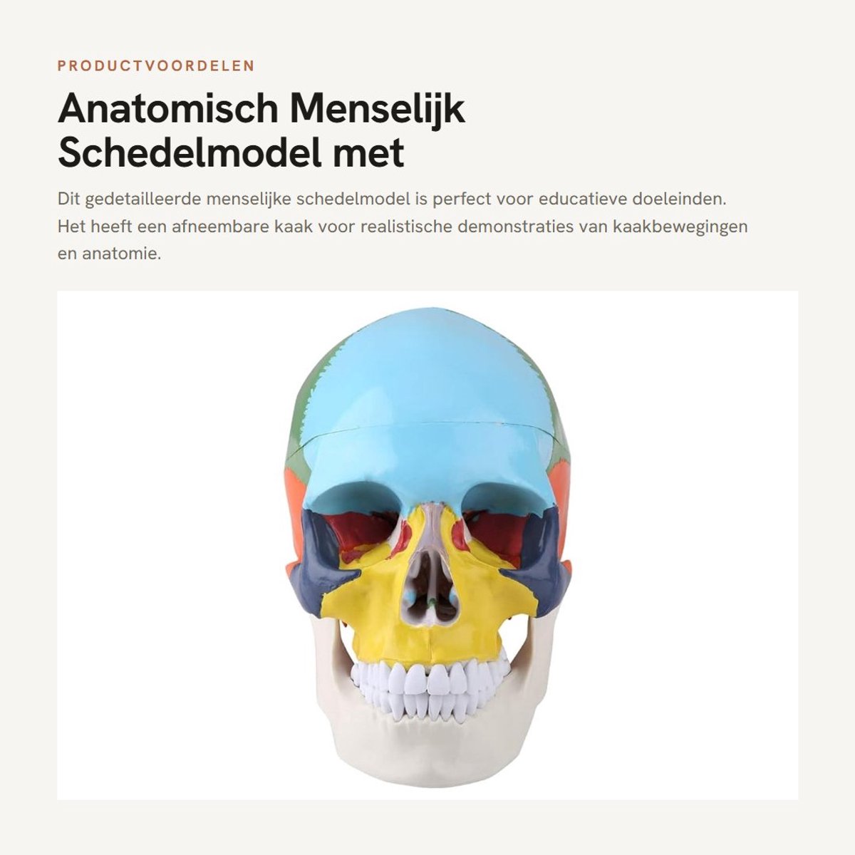 Dailygoods- Schedelmodel Levensgroot - Anatomisch Model - Afneembare Kaak - Kleurherkenningskaart - Realistische Kaakbeweging - Veilig en Duurzaam