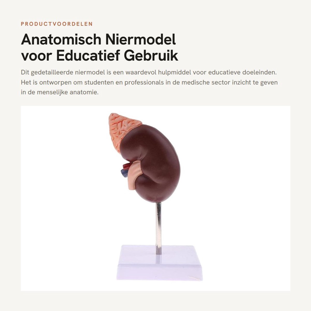 Dailygoods- Niermodel Educatief - Anatomisch Model - PVC - 2 Delen - Functioneel Zoneringsmodel - 24 Markers