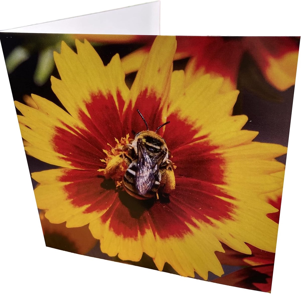Bees and Butterfly Square Blank Birthday Card - ShopVlot