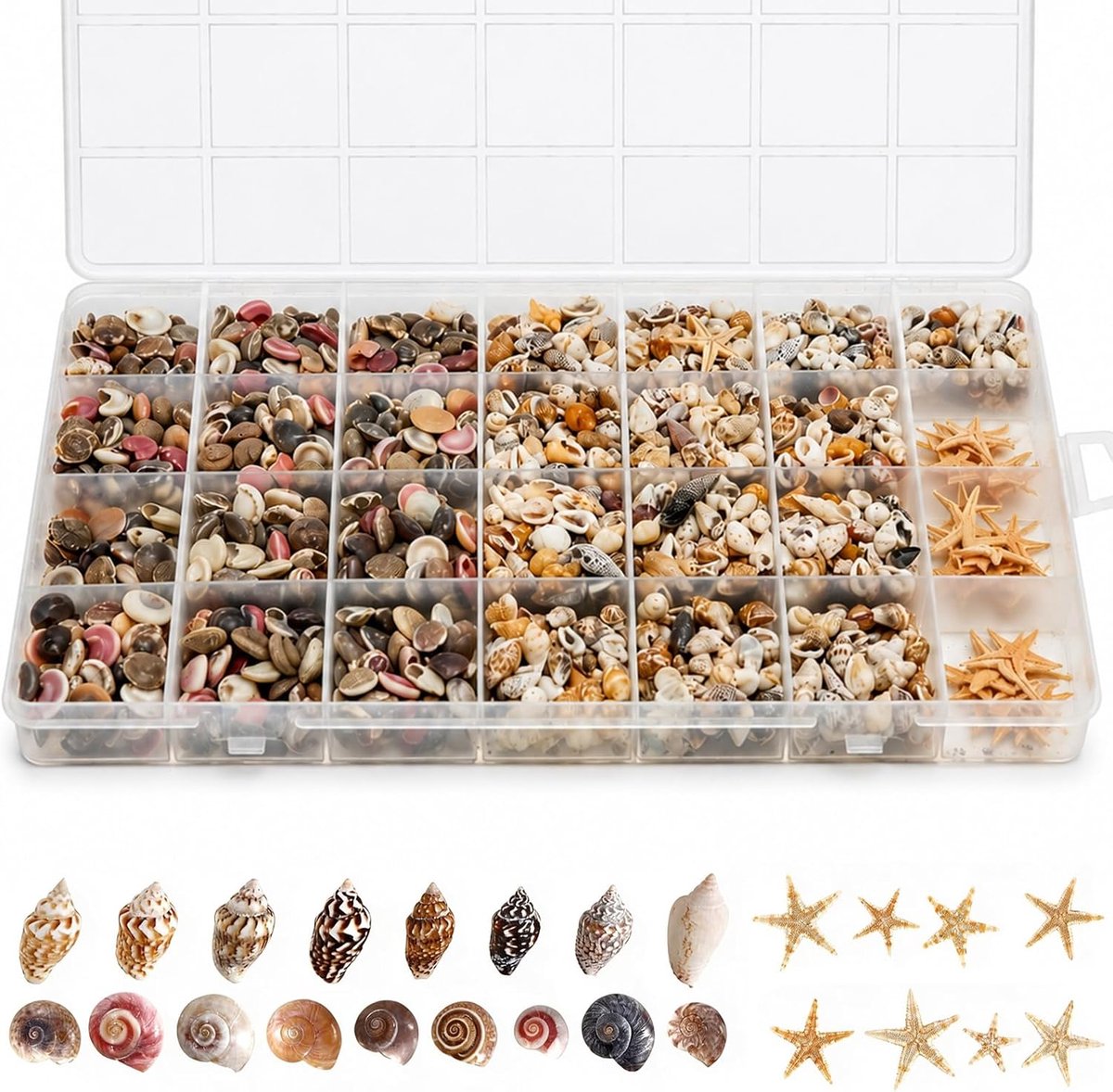 Mini-schelpen set 1200 stuks - natuurlijke decoratie - 20 unieke soorten - perfect voor handwerk en vaasinzetstuk - ShopVlot