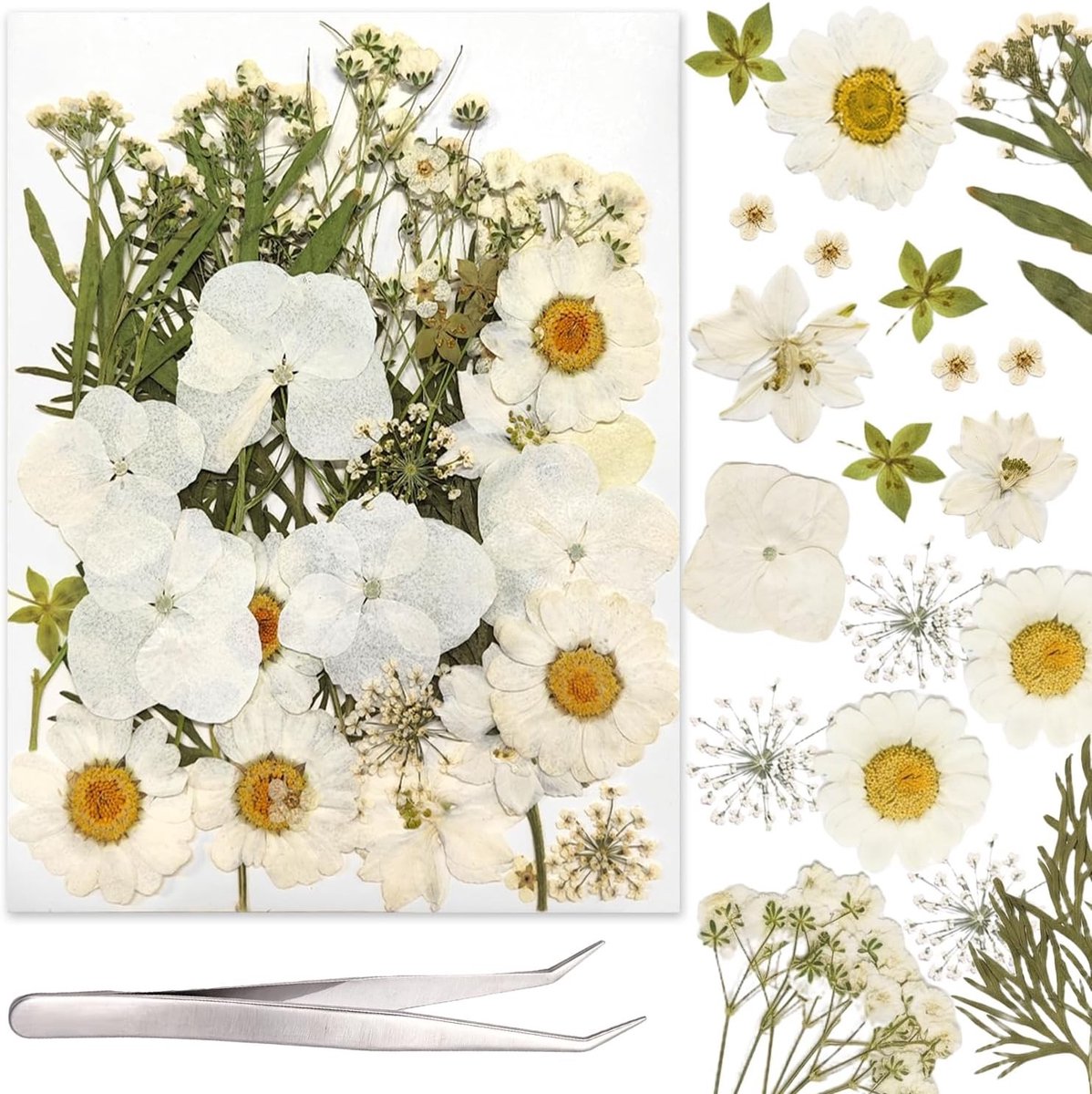 Natuurlijke Gedroogde Bloemen voor Epoxyhars, DIY Ambachten, Kaarsen Maken, Zeep, Sieraden en Scrapbooking - 37 Stuks Witte Bloemen
