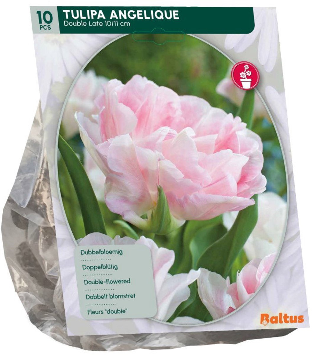 Tulipa Angelique 10 stuks bloembollen Baltus