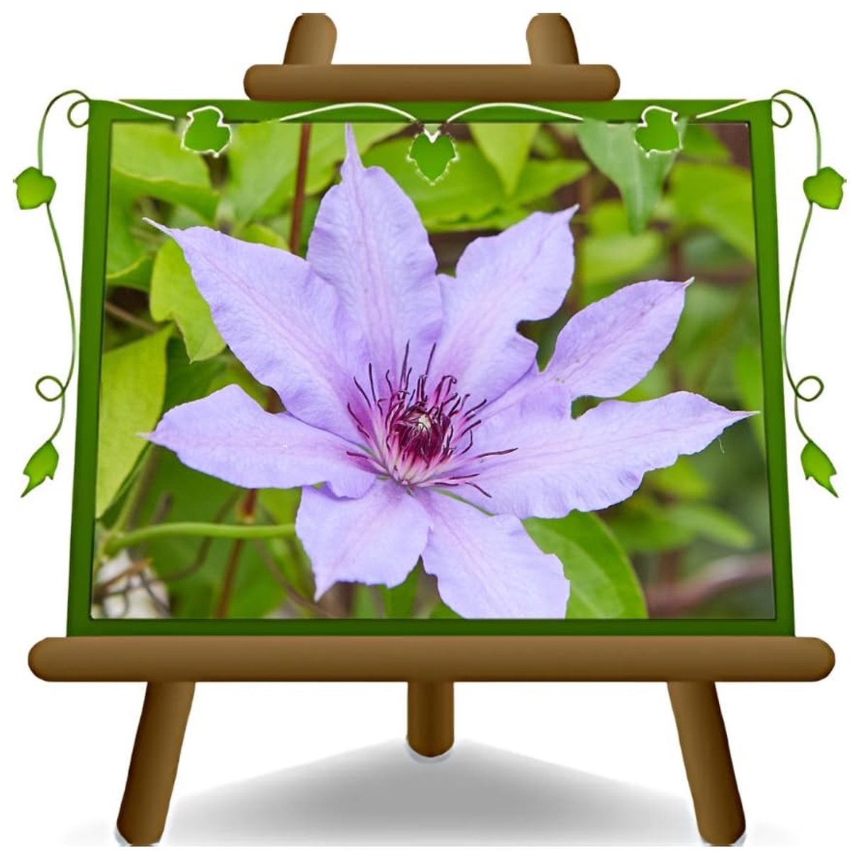 Elzusha - Clematis met Grote Paarse Bloemen in Pot 17 cm - Hoogte 70 cm