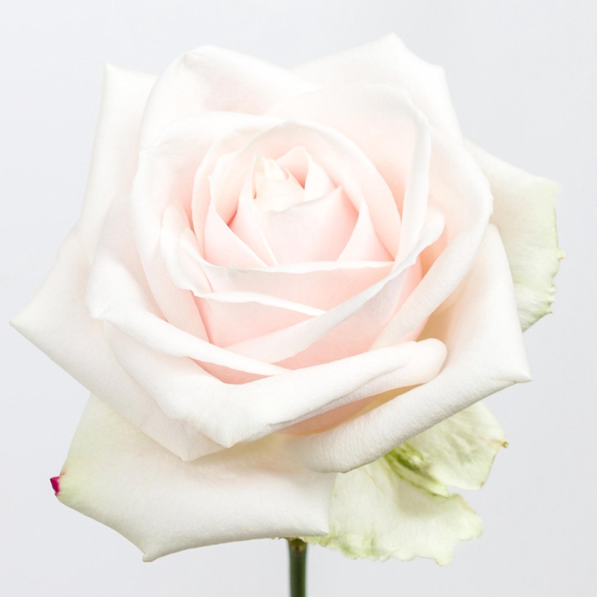 10x Rosa lovely avalanche 50cm