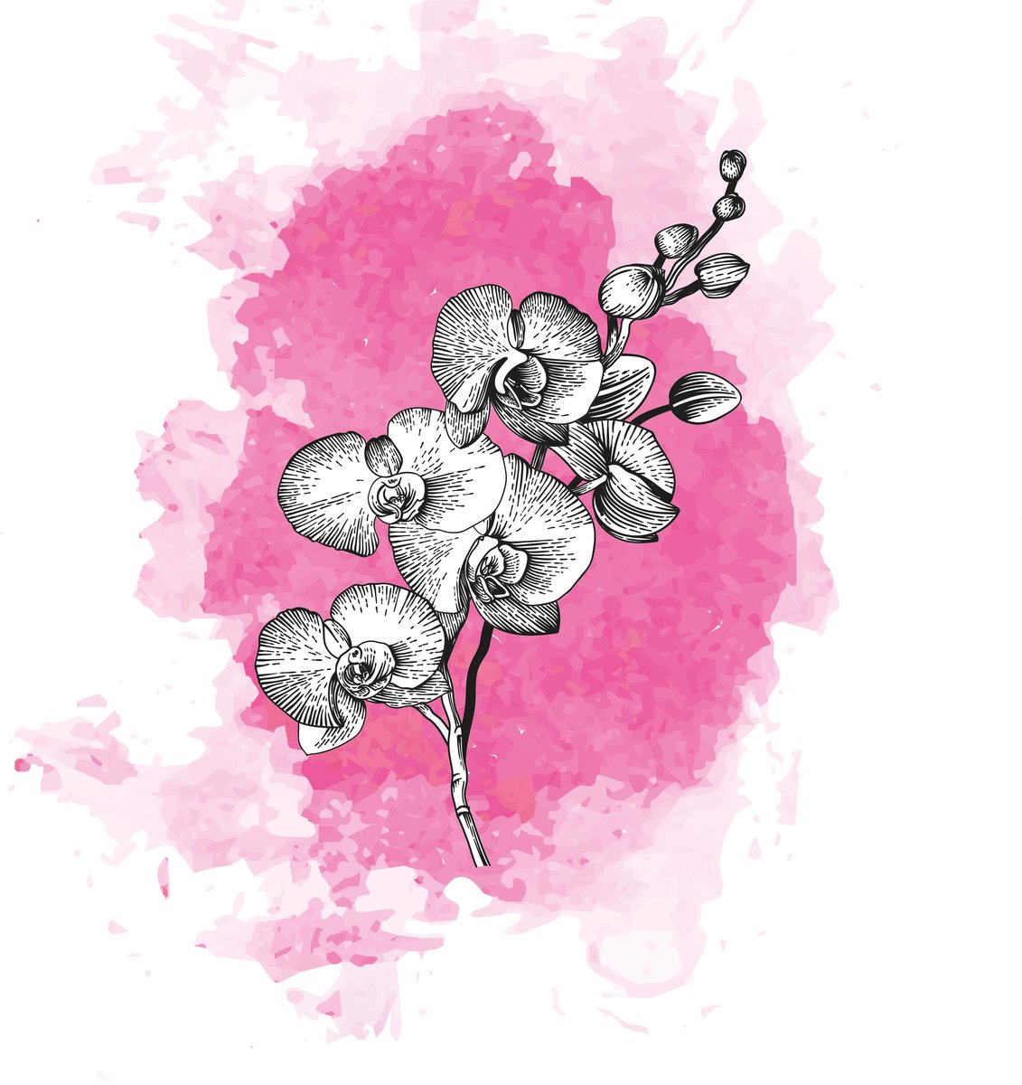 25x Phal. - roze