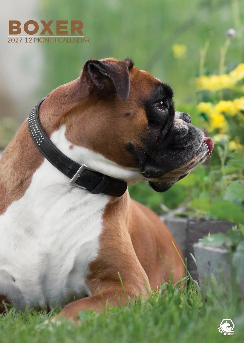 Boxer A3 Kalender 2027