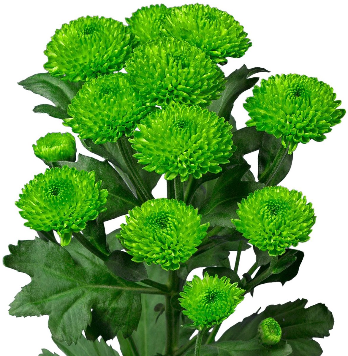 25x Chrysant san.country 50cm