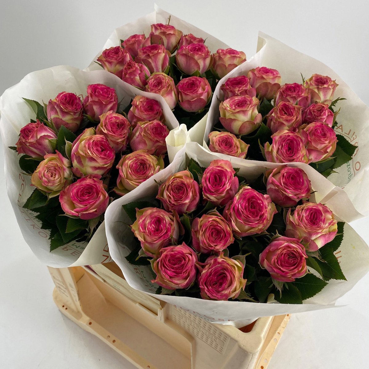 10x Rosa tabaluga freelander 50cm
