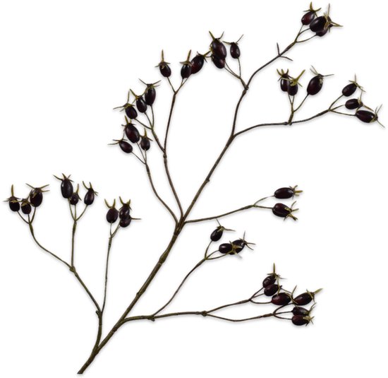 Cynorrhodons violets sur de fines branches sombres.