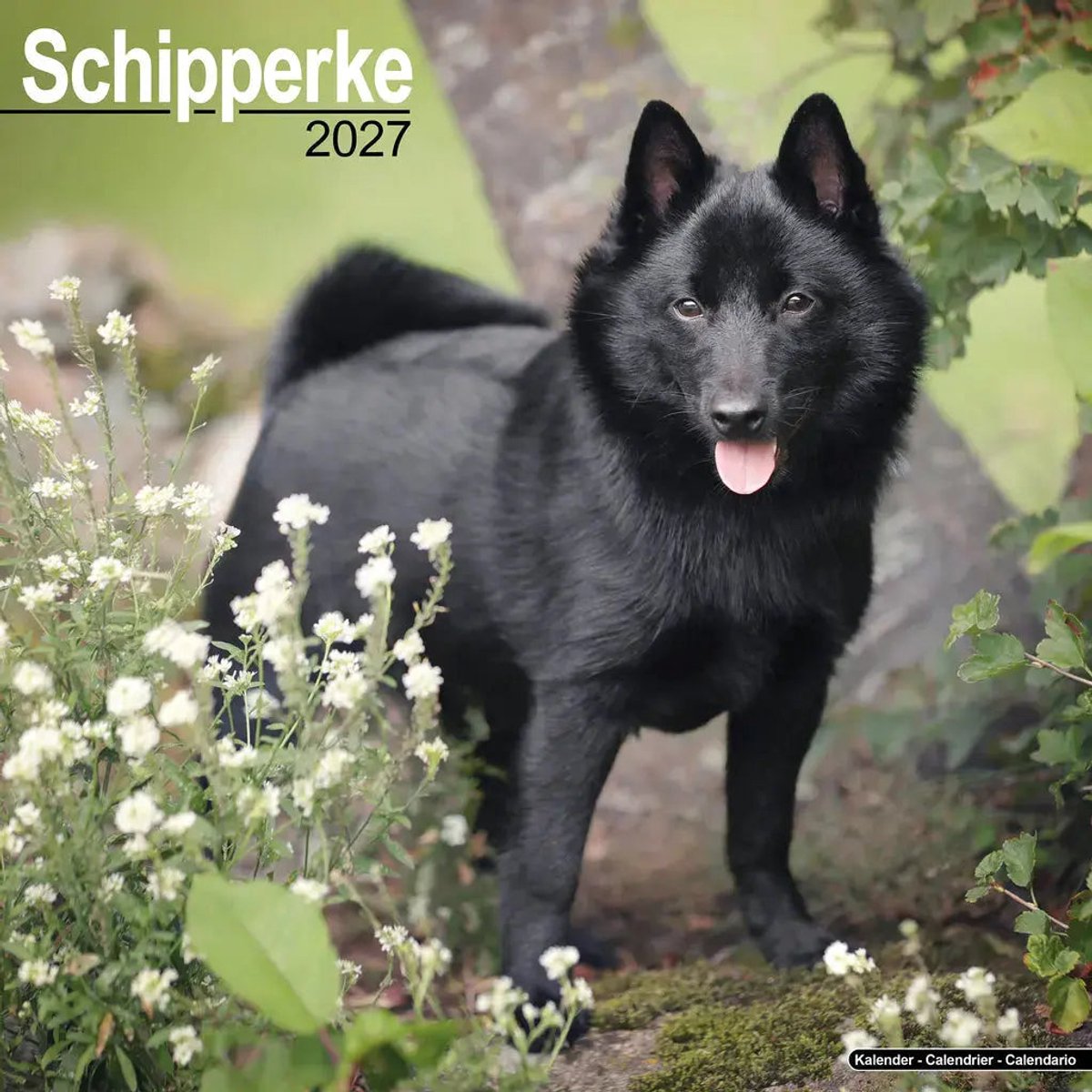 Schipperke Kalender 2027
