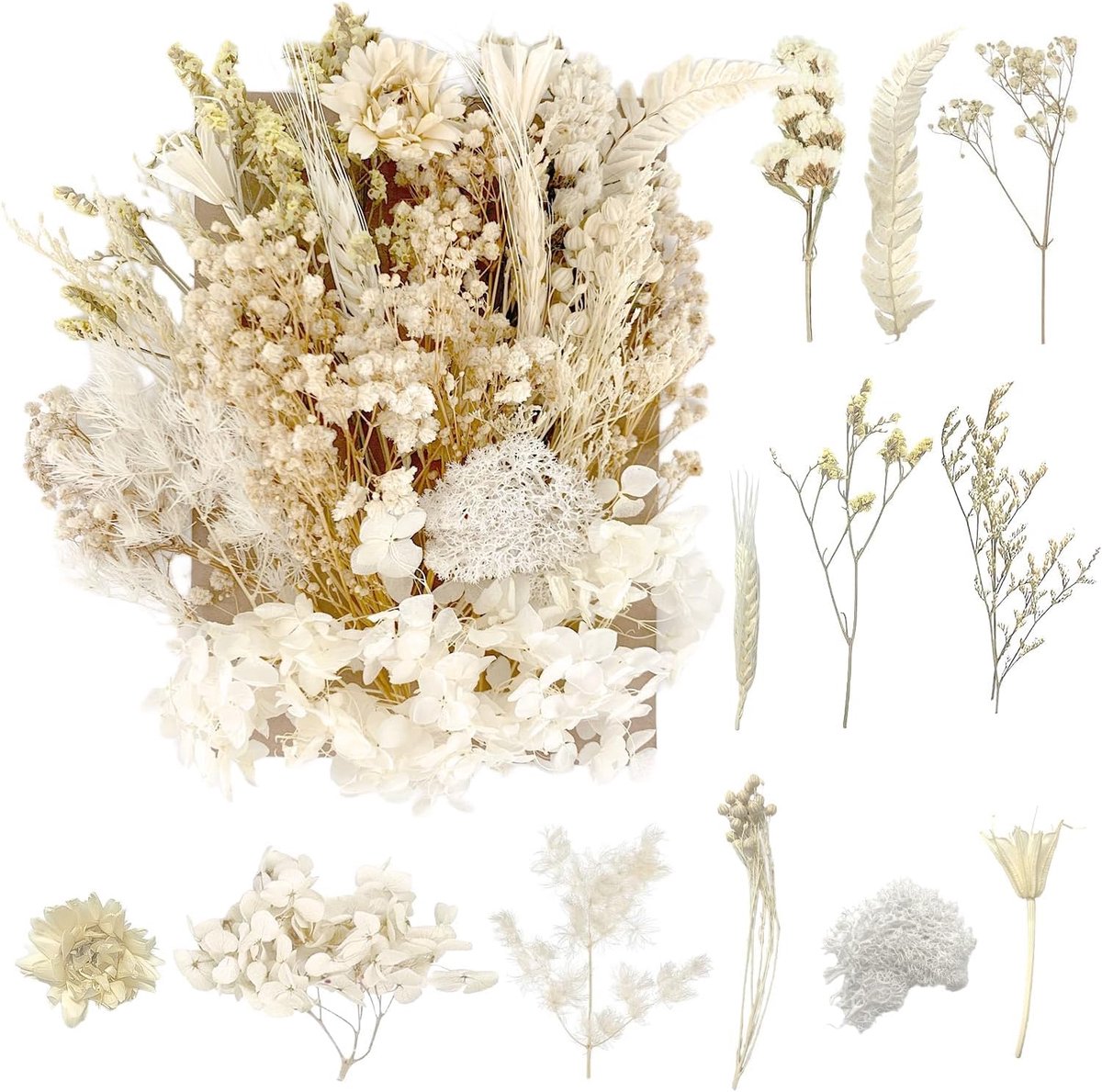 SnelShoppen - Gedroogde Bloemen voor DIY Kunst, Hars, Scrapbooking, Sieraden en Decoratie (Zuiver Wit)
