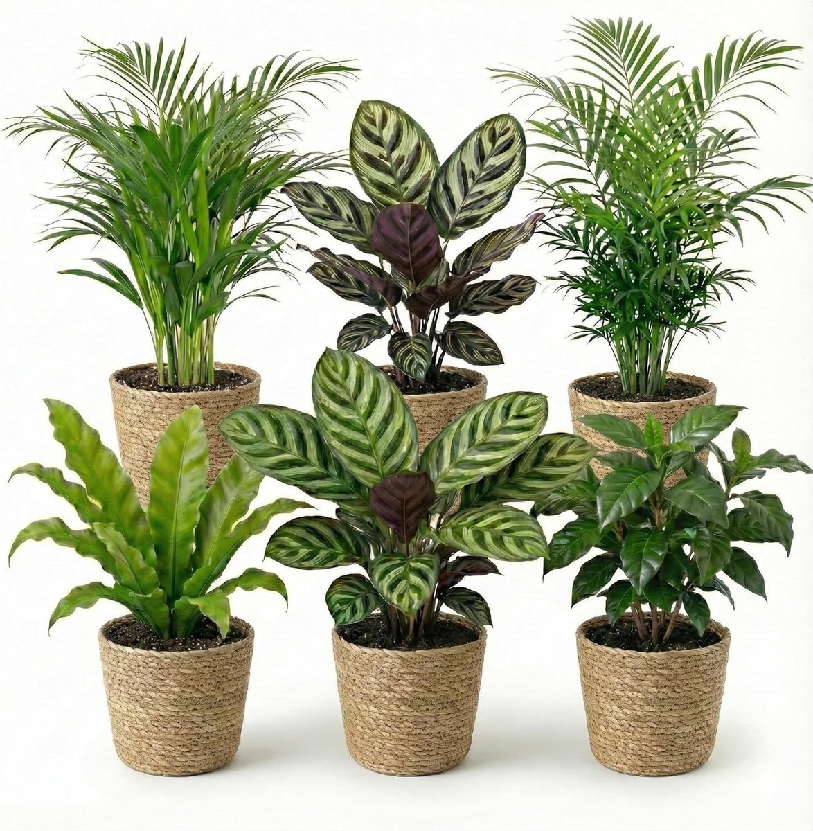 SnelShoppen - Indoor Planten in Potten - Onderhoudsvriendelijke Luchtzuiverende Groene Planten - 6 Stuks Ø 12 cm - Hoogte 30-40 cm incl. Seagrass Pott