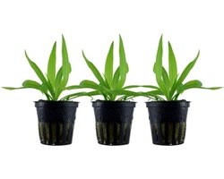 Thijox - AquaOne Aquarium plant 3 stuks Helanthium 'Quadricostatus' | Onderwaterplant | Volledig doorworteld | Eenvoudig onderhoudsvriendelijk | Aquas